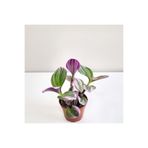 Hilal Garden Tradescantia Nanouk Pembe Telgraf Çiçeği 8.5 Cmlik Saksıda