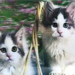 Himarry 5D Elmas Boyama Sevimli Kediler İkili Kedi Resmi Tablosu 40x60 cm
