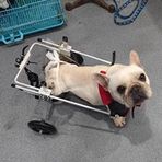 Hind Bacak Köpek Tekerlekli Sandalyesi Köpek Tekerlekli Sandalyesi, Köpek Tekerlekli Sandalyesi Metal Çerçeve Arka Ayaklar için Köpek Tekerlekli Sandalyesi, Kediler/Köpekler/Yavru Köpekler için