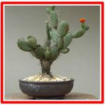 Hint inciri tohumu(Opuntia bonsai)(SAKSILI SET)