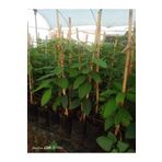 Hınzır Aşılı Avokado Fidanı