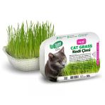 Hobi Fileli Kedi Çimi Cat Grass Ekonomik - Sindirim Dostu Ve Eğlenceli Aktivite
