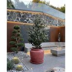 Hobi Tarım Büyük Beton Saksı 70X60CM - Kırmızı