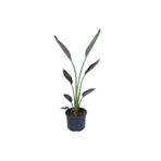 HOBİ VE BAHÇE Büyük Boy Starliçe Regina - Bitki Boyu 75-90 Cm (SAKSI HARİÇ) - Cennet Kuşu - Strelitzia Regina