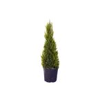 HOBİ VE BAHÇE HAFTANIN YILDIZI Limon Çamı - Limoni Servi (CUPRESSUS MACROCARPA) (100 - 120CM SAKSI DAHİL)