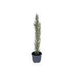 HOBİ VE BAHÇE Kara Selvi - Mezarlık Servi Saksı'da - Cupressus Sempervirens - 35-45 Cm Dikime Hazır