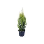 Hobi ve Bahçe Limon Çamı - Limoni Servi (Cupressus Macrocarpa) (70-80 Cm)