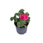 HOBİ VE BAHÇE Sardunya Çiçeği Saksı'da - Pelargonium - Koyu Pembe Renk