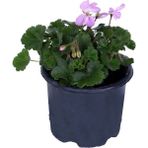 Hobi ve Bahçe Sardunya Çiçeği Saksıda - Pelargonium - Pembe Renk