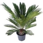 Hobi ve Bahçe Sikas – Yalancı Sago Palmiyesi (Cycas Revoluta)