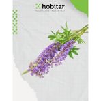 Hobitar Acı Bakla Lüpen Çiçek Tohumu - 80 Adet - 1 gr