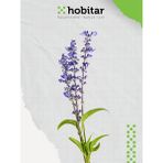 Hobitar Adaçayı Çiçek Tohumu - 20 Adet - 1 gr