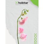 Hobitar Nazende Çiçeği Tohumu - 12 Adet - 1 gr