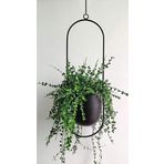 HOMİNG Modern Tasarım Askılı Tekli Çiçeklik Saksılık 25 Cm Seh-4609