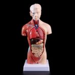 Hongliang Shop 2022 Yeni Insan Torso Vücut Modeli Anatomik Iç Organlar Öğretim Için (Yurt Dışından) - Renkli