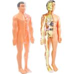 Hongliang Shop 28 Cm Insan Gövdesi Iç Organları Anatomi Modeli Tıp Öğrenci Eğitim Bilim Öğrenme Çıkarılabilir Iç Organ Modelleri (Yurt Dışından) - Renkli
