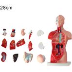 Hongliang Shop C 28CM Tarzı Anatomik Insan Gövde Modeli Eğitici 3D Resim Insan Vücut Yapısı Kitap Anatomi Iç Organ Tıbbi Eğitim Kalıp (Yurt Dışından) - insan kafatası modeli