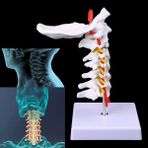 Hongliang Shop C Tıbbi Malzemeler Modeli Servikal Omurga Arter Spine Spinal Sinirler Anatomik Model Tam Boyut (Yurt Dışından) - insan kafatası modeli