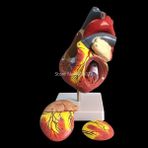 Hongliang Shop Insan Kalbi Anatomik Anatomik Model Vücut Tıbbi Organ Modeli Emulasyon + Stand Tıp Bilim Eğitim Malzemeleri (Yurt Dışından) - Renkli