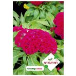 Horozibiği (celosia) Çiçek Tohumu 100 Adet