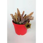 Huernia Zebrina Asclepiadaceae Leş Kaktüsü Leopar Desen Çiçekli 8.5 Cm Kırmızı Saksıda
