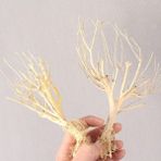Huoxun Shop A 15-20CM Tarzı 2 Adet Akvaryum Dekorasyon Ahşap Doğal Kurutulmuş Kütük Kuru Dal Sazlığı Kök Yosun Ağaç Süs Eşyası (Yurt Dışından) - Akvaryum dekorasyonu