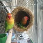 Huoxun Shop A El Yapımı Kuş Yuvası Hasır Evcil Güvercin Yuvası Çiftlik Hayvanları Kuş Evi Papağan Yuvası Kafes Sıçan Hamster Kuş Üretim Yuvası Kış Isıtıcısı (Yurt Dışından)