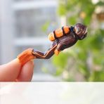 Huoxun Shop A Kahverengi Dalgıç Tarzı 1 Adet Dalgıç Hazine Sandığı Kutusu Antika Yaratıcı Akvaryum Peyzaj Dekorasyonu Korsan Altın Paralar Süs Eşyaları Reçine El Sanatları (Yurt Dışından) - Akvaryum dekorasyonu