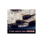 Huoxun Shop A Sarı Stil Üçlü Set Su Oyuncakları Triops Akvaryum Evcil Hayvan Trio Yumurtaları (Yurt Dışından) - Akvaryum aksesuarları