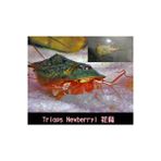 Huoxun Shop A Stili Temizle Üçlü Set Su Oyuncakları Triops Akvaryum Evcil Hayvan Trio Yumurtaları (Yurt Dışından) - 1