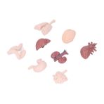 HUSHUI İnsan Organ Modeli Simülasyon Vücut Anatomisi Eğitim Aracı Beyin Kalp Akciğerler Karaciğer Mide Böbrekler Öğretim Için