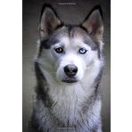 Husky Journal: Siberian Husky Journal (Small Journal 6 X 9) (150 Blank Lined Pages, Soft Cover) (Diary, Notebook)