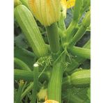 Hybrit Dolma Kabak Tohumu 10 Adet Tohum