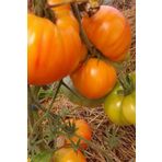 Hybrite Turuncu Domates Tohumu / 5+ Adet Tohum