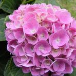 Hydrangea Mocnophylla Pembe Ortanca Fidanı 10-20 Cm