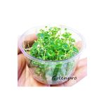 Hydrocotyle Sibthorpioides In Vitro Canlı Bitki