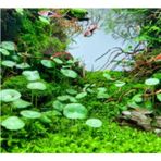 Hydrocotyle Verticillata Özel Tür Kolay Akvaryum Bitkisi 1 Saksı Canlı Bitki