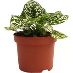 Hypoestes Hostes Çiçeği Fidanı Çilli Beyaz 10-20 Cm