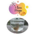 I love Triops: Planning Journal : 6" x 9" Holiday Organiser - To do list & Line Short Note : 120 pages : For Planning ,Taking Notes(Journal, Notebook, Diary, Composition Book,etc.)