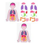 ibasenice 2 Takım Çocukların Insan Vücudu Öğretim Yardımcıları Insan Anatomisi Tablosu Anatomik Poster Jeffy Kukla Insan Organları Posteri Manken Yürümeye Başlayan Çocuk Duvar Manuel Kumaş