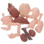 ibasenice 8 Insan Organı Modeli Çocuklar Için Insan Vücudu Organları 3d Organ Modeli Insan Vücudu Parçaları Öğrenme Insan Vücudu Organları Modeli Plastik 3 Boyutlu Yapay Parçalayıcı