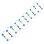 ibasenice Biyoloji Öğretimi - Dna Modeli Çift Sarmal İnsan Dna Öğrenme Aracı Bilim Eğitim Modeli