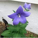 İBK İklim Bahçe Balon Çiçeği Çiçek Tohumu 1 - Campanula Grandiflora (~ Takribi 30 Tohum)