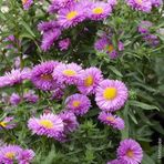 İBK İklim Bahçe Çin Aster Çiçek Tohumu - Callistephus Chinensis (~ Takribi 40 Tohum)