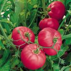 İbk İklim Bahçe Domates Tohumu Pembe - 1G (~ 150 Tohum)
