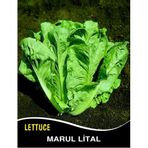 İBK İklim Bahçe Marul Tohumu Lital - 25g (~ Takribi 13750 Tohum)