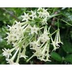 İBK İklim Bahçe Melisa Çiçek Tohumu - Cestrum Nocturnum (~ Takribi 40 Tohum)