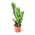 İç mekan bitkileri Zamia Zamioculcas Zamiifolia - Zeze Çiçeği - Ev Ofis Salon Bitkisi