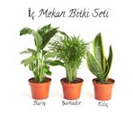 İç Mekan Çiçek Seti Barış Çiçeği- Şamador Areka -sarı Kılıç Çiçeği 20-30cm