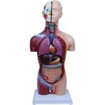 Iç Organlar ve Vücut Anatomisi Modeli, Eğitim ve Dekorasyon Için Mükemmel Seçenek - Ahşap - Seçenek 1